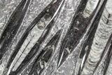 Polished Fossil Orthoceras (Cephalopod) Plate - Morocco #359661-1